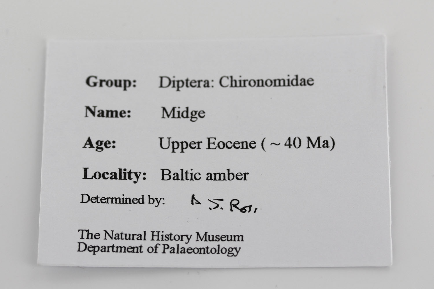 Italian Made Unique German Baltic Amber Pin "Sword" With Insect In 9ct Gold-GB0028 RRP£1700!!! - Image 8