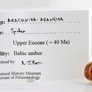 Amber with Insect Spider Rare German Baltic Amber Handmade 9ct solid gold GRR012 RRP£800!!!