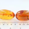 German Large Baltic Amber Antique Unique Handmade Rare Beads A0151 RRP£14000!!!
