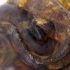 Lizards Mexican Amber Carving Super Quality Collectible Item - OT5228 RRP£9000!!